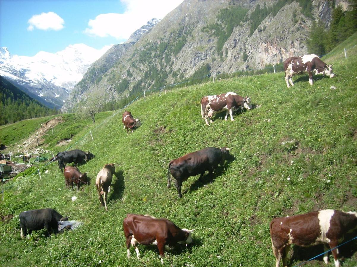 La Ferme Du Grand Paradis Cogne Exterior photo